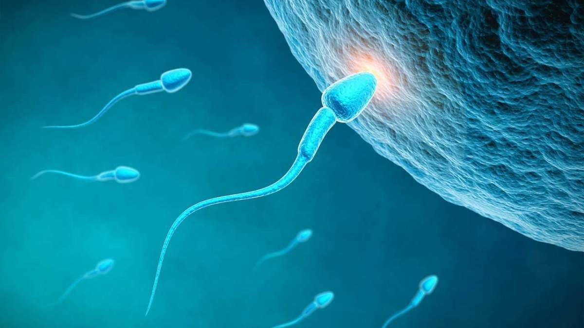 What is low sperm count