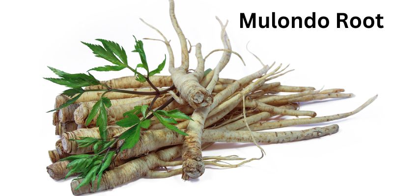 What_is_Mulondo_root_-_Mondia_whitei.jpg